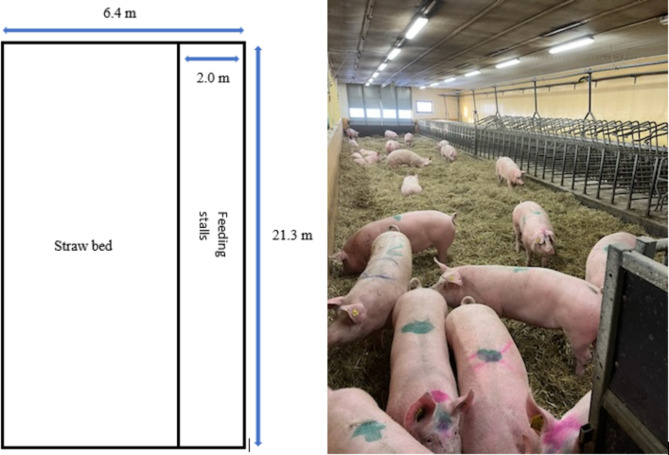 A comparison of two systems for group housing of gestating sows - effects on productivity, removal, and treatments.