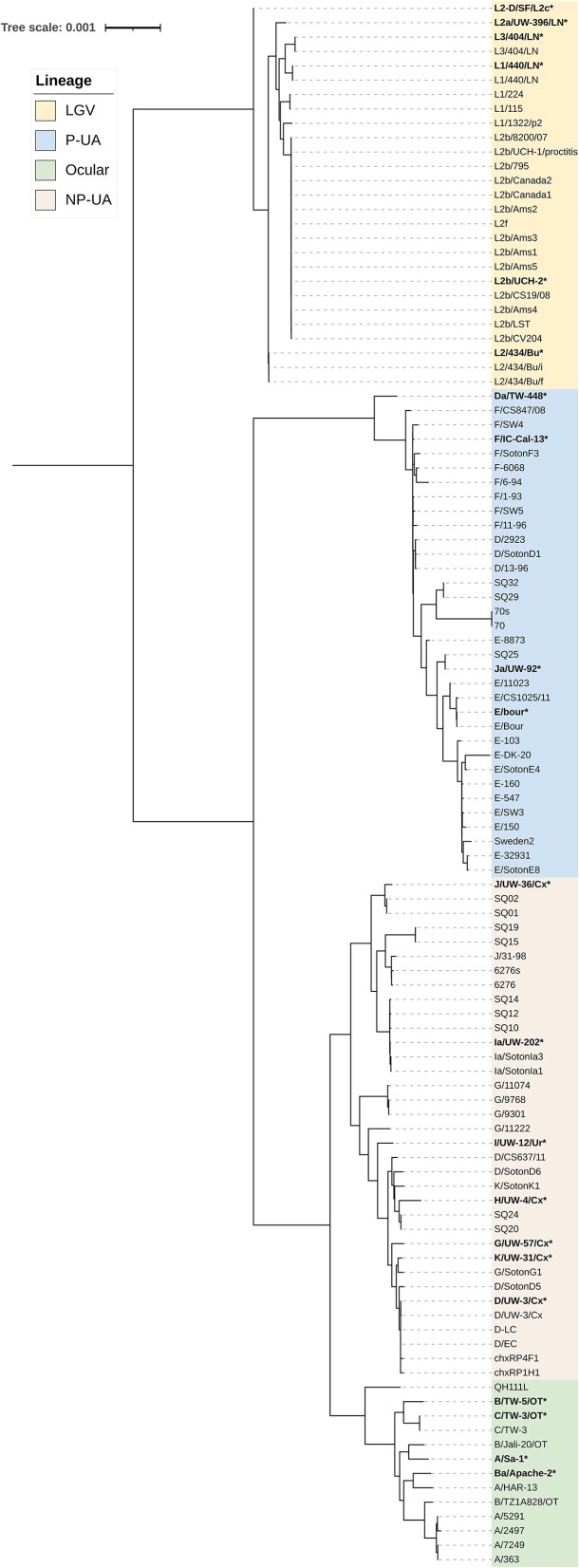 Whole-genome automated assembly pipeline for <i>Chlamydia trachomatis</i> strains from reference, <i>in vitro</i> and clinical samples using the integrated CtGAP pipeline.