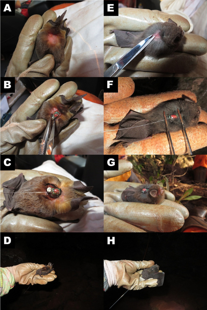 Do you have enough space? Habitat selection of insectivorous cave-dwelling bats in fragmented landscapes of Eastern Amazon.