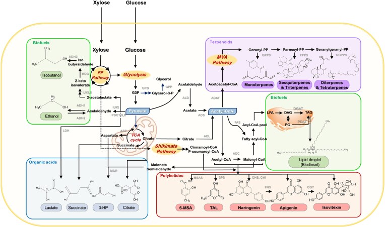 Recent advances in genetic engineering and chemical production in yeast species.