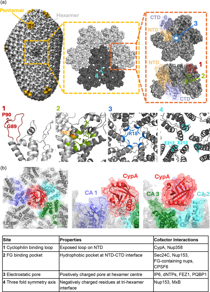 HIV capsids: orchestrators of innate immune evasion, pathogenesis and pandemicity.