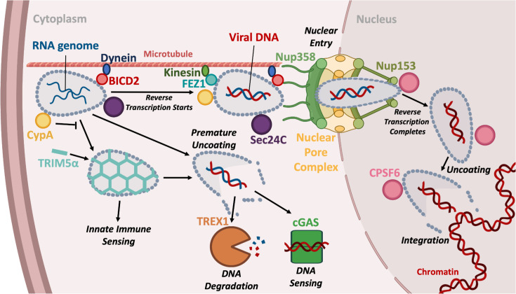 HIV capsids: orchestrators of innate immune evasion, pathogenesis and pandemicity.