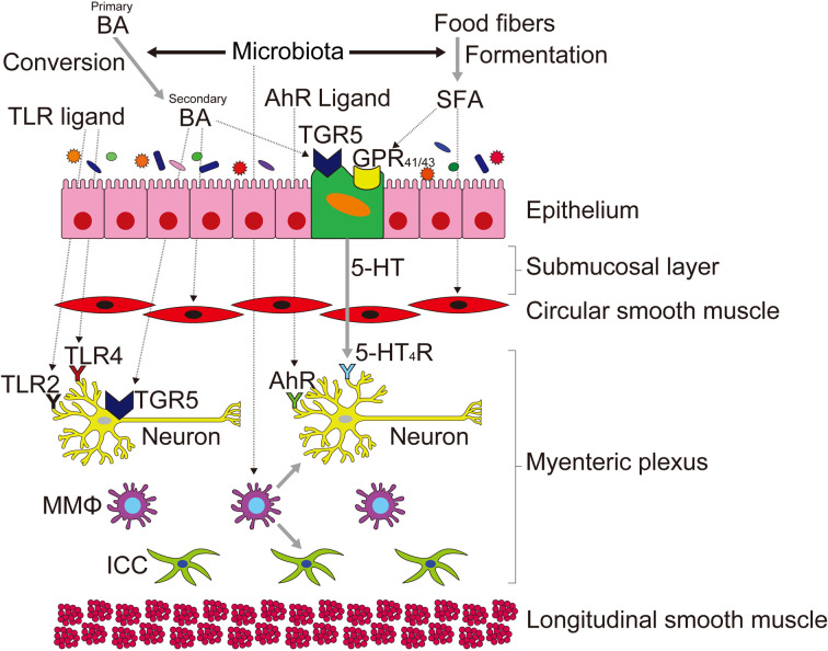 The interplay of gut microbiota and intestinal motility in gastrointestinal function.
