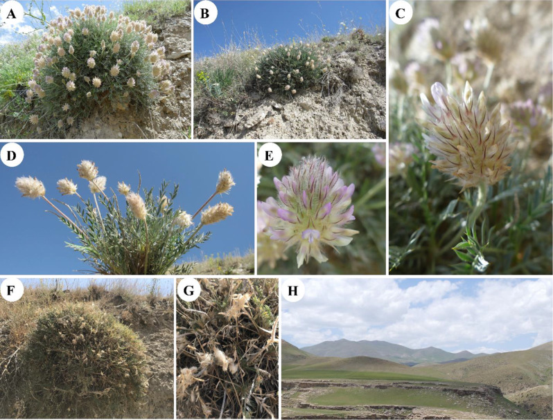 A new species of Astragalus (Fabaceae) from the Irano-Turanian biodiversity hotspot: an integrative approach.