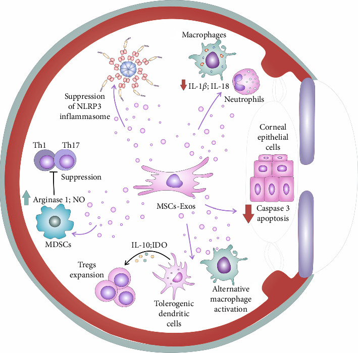 Mesenchymal Stem Cell-Sourced Exosomes as Potentially Novel Remedies for Severe Dry Eye Disease.