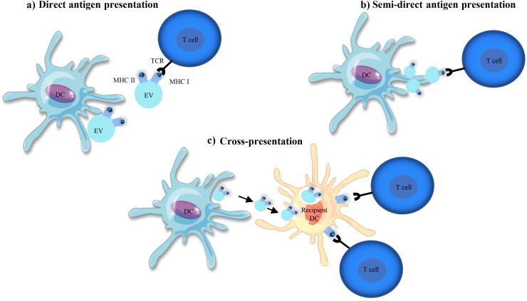Biological significance of extracellular vesicles in innate immune system.