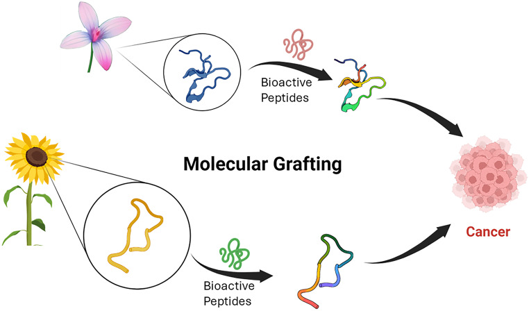 Molecular Chimera in Cancer Drug Discovery: Beyond Antibody Therapy, Designing Grafted Stable Peptides Targeting Cancer.