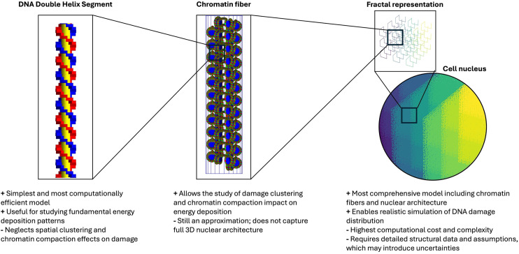 Radiobiological Modeling with Monte Carlo Tools - Simulating Cellular Responses to Ionizing Radiation.