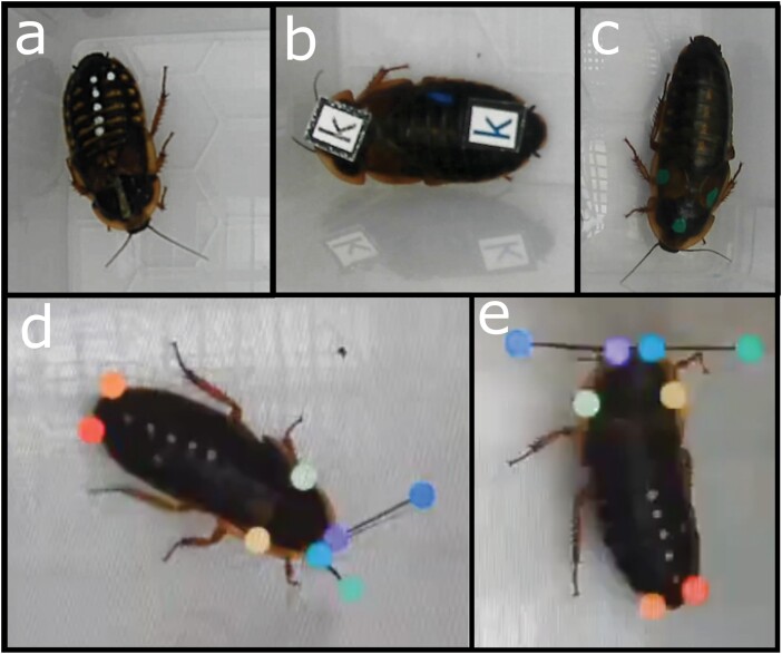Measuring the effect of RFID and marker recognition tags on cockroach (Blattodea: Blaberidae) behavior using AI-aided tracking.