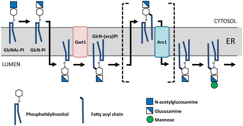 Arv1; a "Mover and Shaker" of Subcellular Lipids.