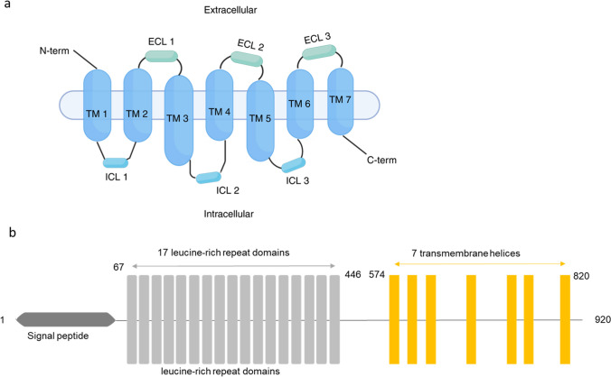 LGR5: An emerging therapeutic target for cancer metastasis and chemotherapy resistance.