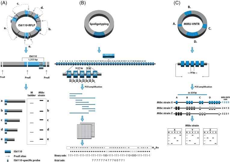 Molecular typing of Mycobacterium tuberculosis: a review of current methods, databases, softwares, and analytical tools.