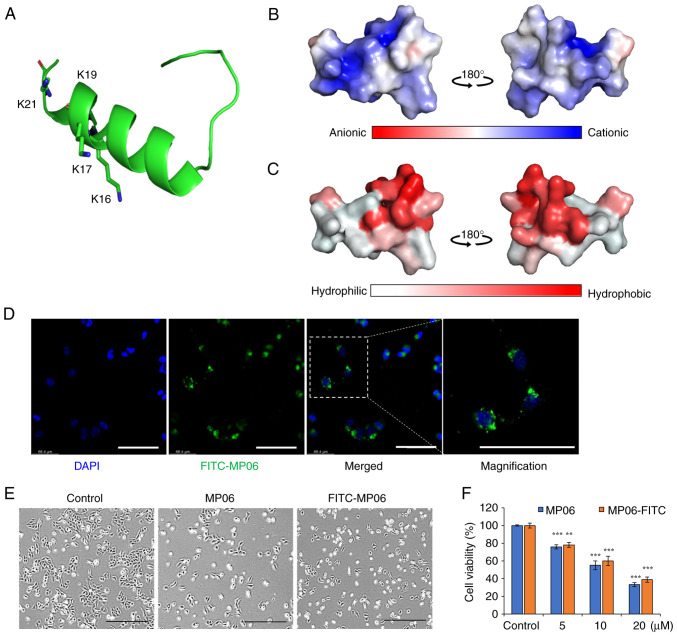 Anti‑angiogenic effect of <i>Bryopsis plumosa</i>‑derived peptide via aquaporin 3 in non‑small cell lung cancer.