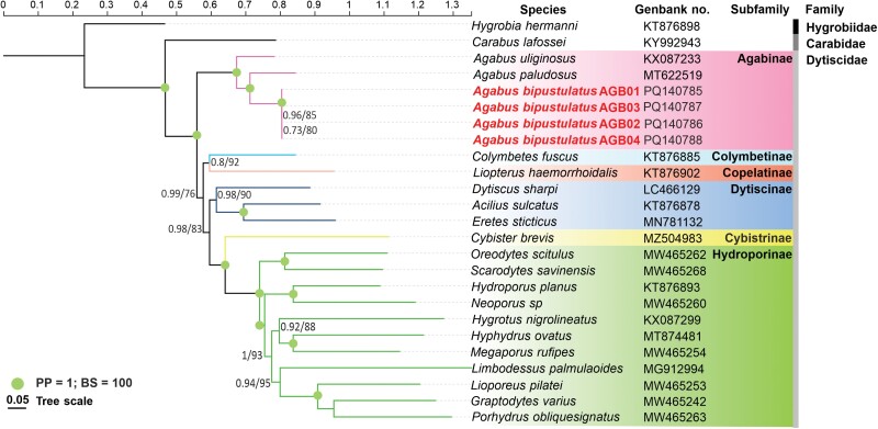 Multi-sample long-read nanopore sequencing of Agabus bipustulatus (Coleoptera: Dytiscidae: Agabinae) mitogenome produces effectively reliable data for downstream analyses.