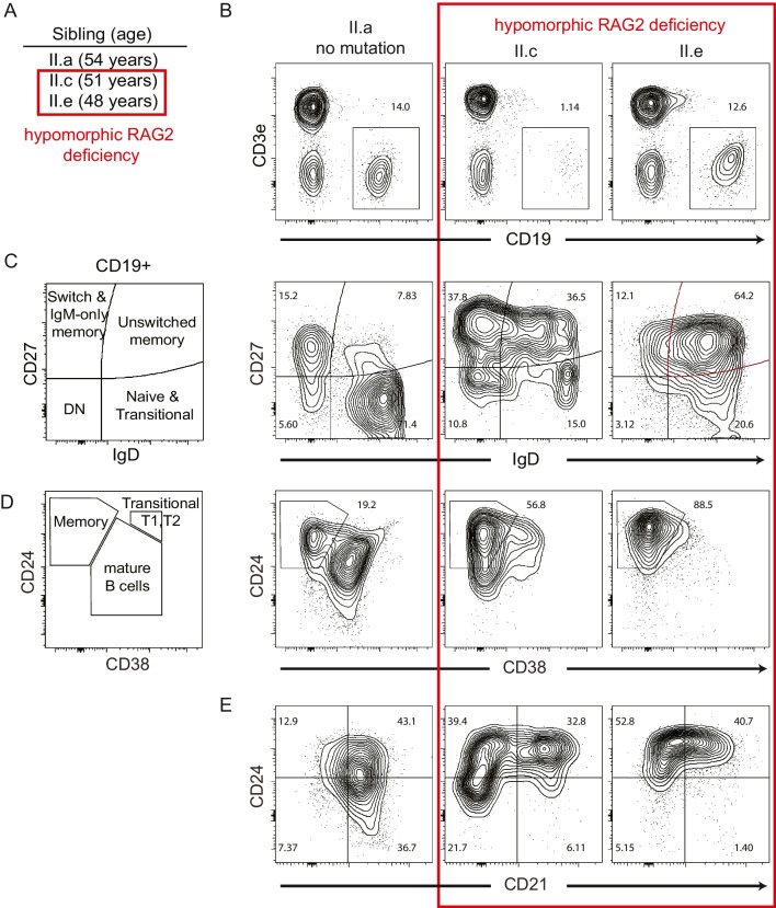 Hypomorphic RAG2 Deficiency Promotes Selection of Self-Reactive B Cells.