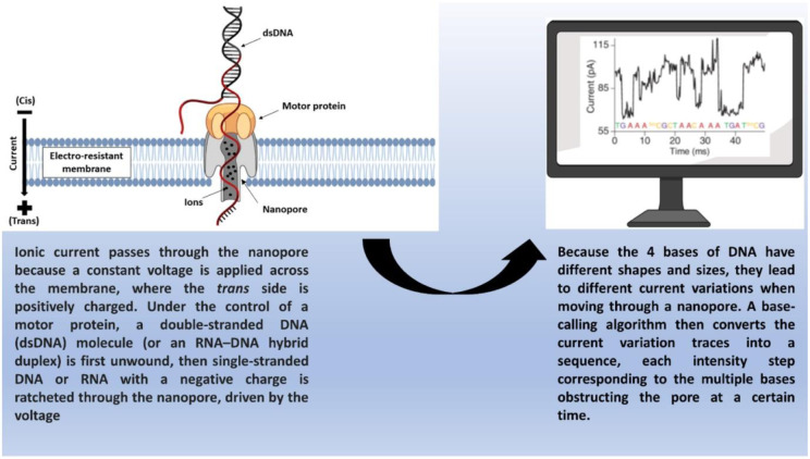 Recent advances in the methods and clinical applications of next-generation sequencing in genomic profiling and precision cancer therapy.