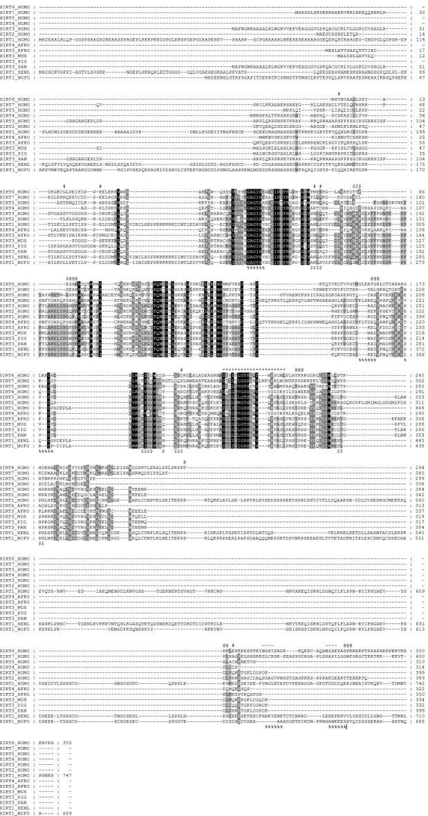 Phylogenetic analysis and detection of positive selection in the SIRT gene family across vertebrates.