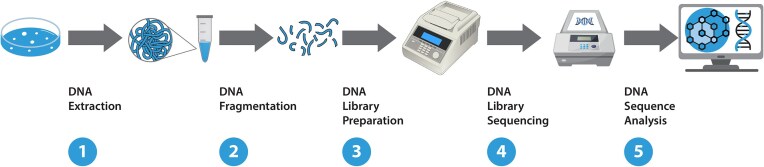 Molecular typing of Mycobacterium tuberculosis: a review of current methods, databases, softwares, and analytical tools.