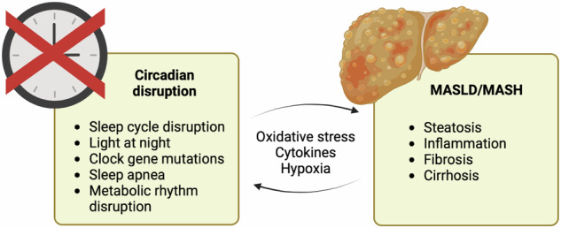 Potential bidirectional communication between the liver and the central circadian clock in MASLD.