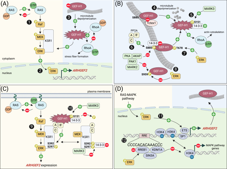 Dynamic Coupling of MAPK Signaling to the Guanine Nucleotide Exchange Factor GEF-H1.
