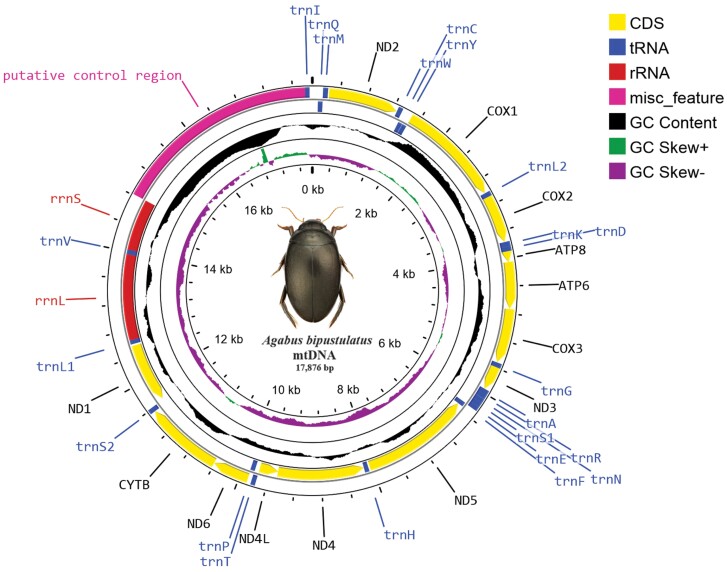 Multi-sample long-read nanopore sequencing of Agabus bipustulatus (Coleoptera: Dytiscidae: Agabinae) mitogenome produces effectively reliable data for downstream analyses.
