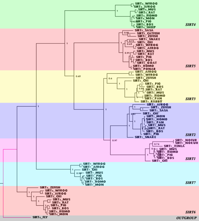 Phylogenetic analysis and detection of positive selection in the SIRT gene family across vertebrates.