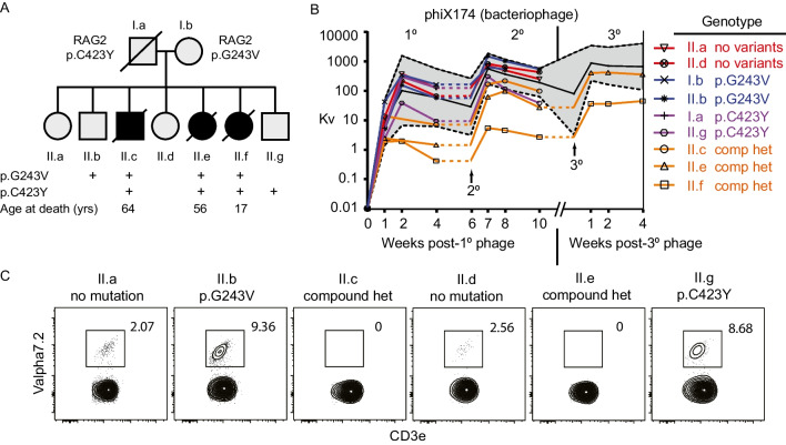 Hypomorphic RAG2 Deficiency Promotes Selection of Self-Reactive B Cells.