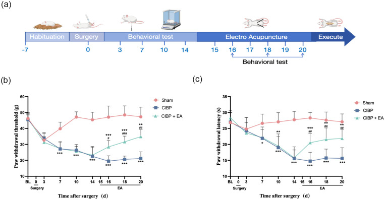 Electroacupuncture intervention relieves pain by stimulating the STING/IFN-I pathway in rat models of cancer-induced bone pain.