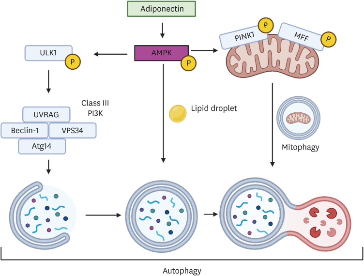 Cardioprotective Effects of Adiponectin-Stimulated Autophagy.