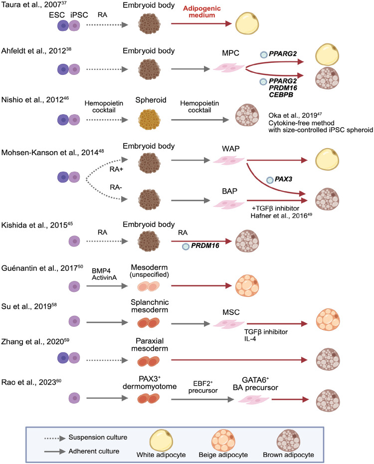Application of human iPSC-derived white, beige, and brown adipocytes for metabolic disease modeling and transplantation therapy.