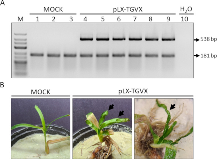 Construction and characterization of an infectious cDNA clone of turtle grass virus X from a naturally infected <i>Thalassia testudinum</i> plant.