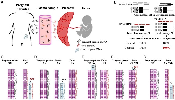 Discrepancies Between Sex Prediction and Fetal Sex After Prenatal Noninvasive Cell-Free DNA Screening.