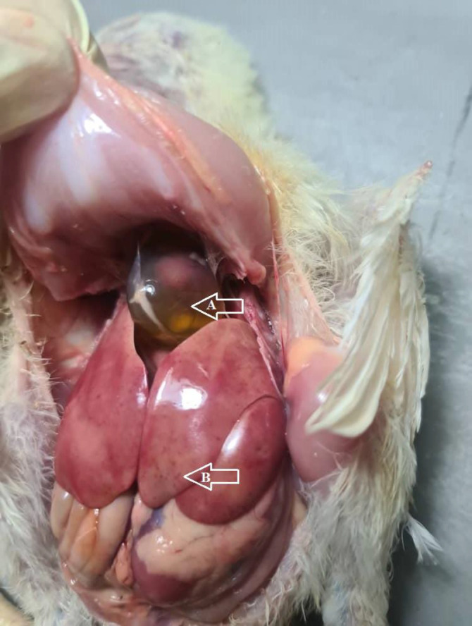 Molecular and histopathological characterization of fowl adenovirus serotype 4 in broiler chickens in Kashan, Iran: implications for disease control and prevention in the poultry industry.