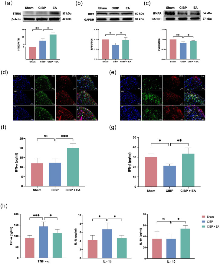 Electroacupuncture intervention relieves pain by stimulating the STING/IFN-I pathway in rat models of cancer-induced bone pain.