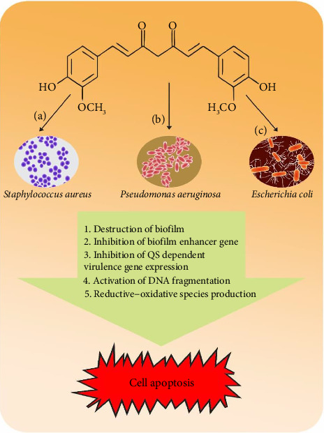 Development of Curcumin Encapsulated Liposomes in Chlorhexidine-Loaded Organogel Using Ternary Phase Systems for Treatment of Omphalitis in Infants.