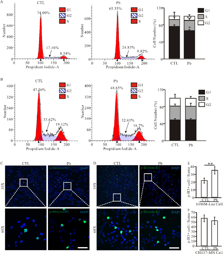 Lead exposure promotes NF2-wildtype meningioma cell proliferation through the Merlin-Hippo signaling pathway.