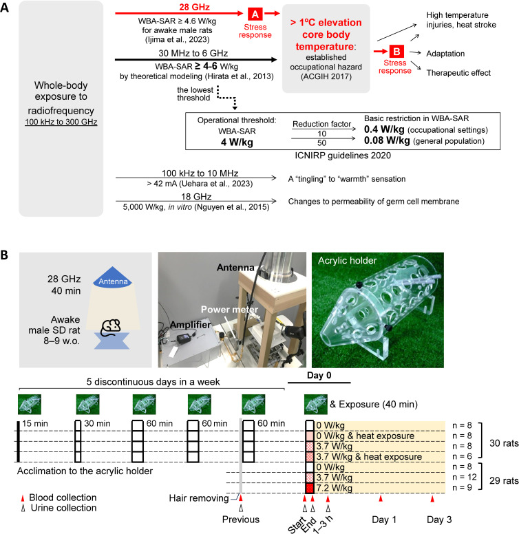 Single exposure to near-threshold 5G millimeter wave modifies restraint stress responses in rats.