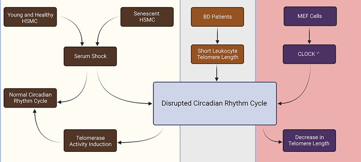 The Anti-Elixir Triad: Non-Synced Circadian Rhythm, Gut Dysbiosis, and Telomeric Damage.