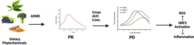 Pharmacodynamics (PD), Pharmacokinetics (PK) and PK-PD Modeling of NRF2 Activating Dietary Phytochemicals in Cancer Prevention and in Health.