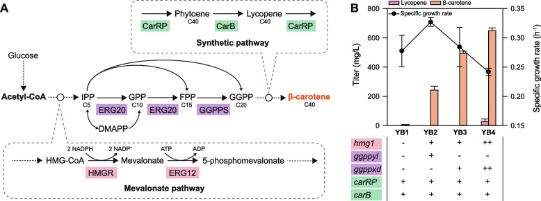 Engineering Yarrowia lipolytica for the production of β-carotene by carbon and redox rebalancing.
