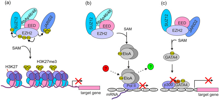 Exploring oncogenic roles and clinical significance of EZH2: focus on non-canonical activities.