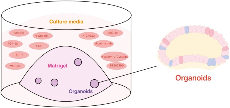 High-throughput solutions in tumor organoids: from culture to drug screening.