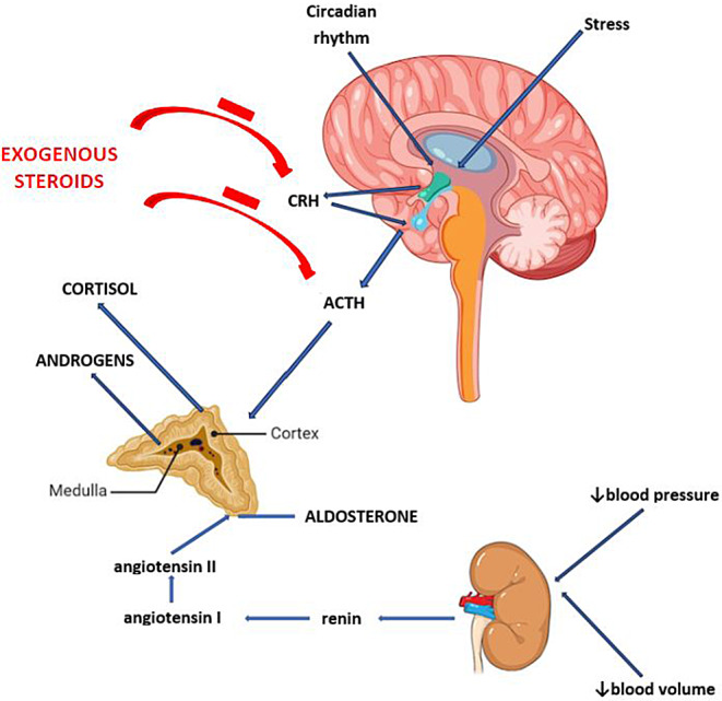 Glucocorticoid treatment and adrenal suppression in children: current view and open issues.