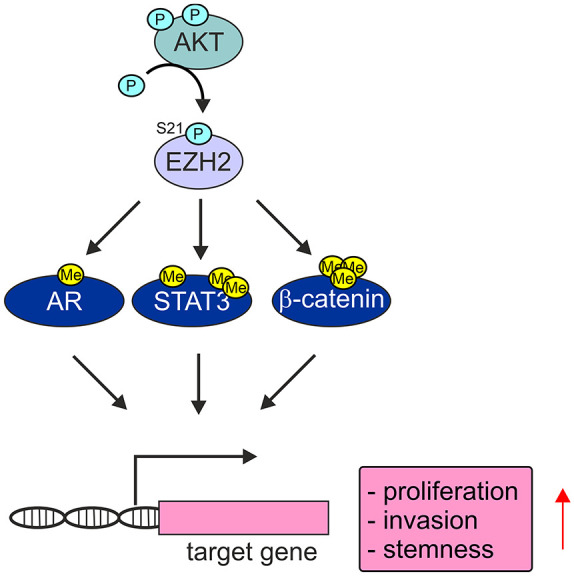 Exploring oncogenic roles and clinical significance of EZH2: focus on non-canonical activities.