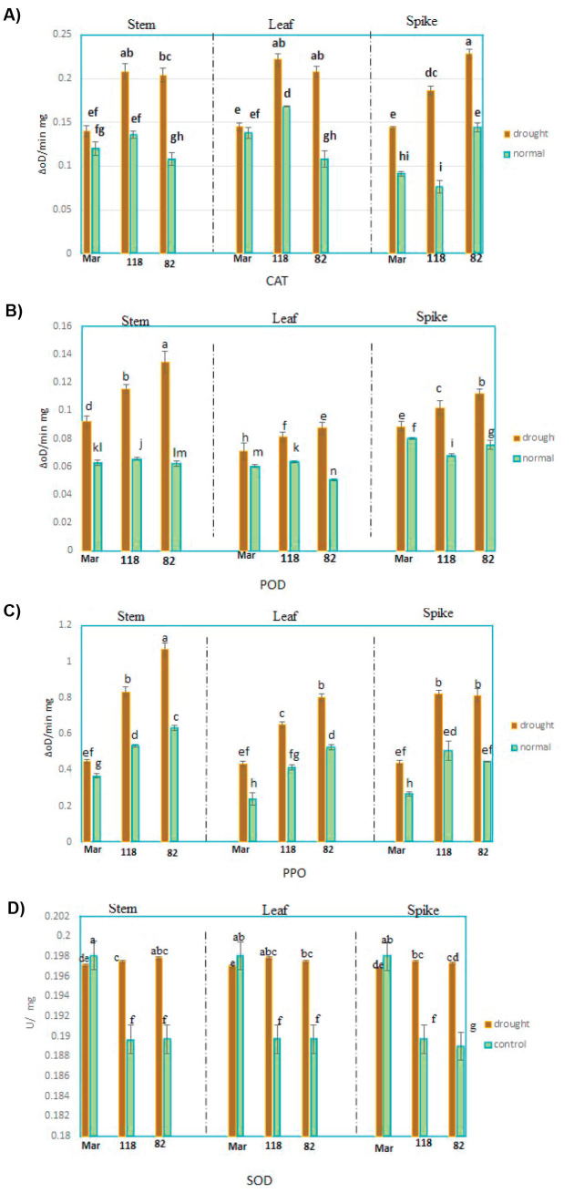 Tissue-Specific Antioxidant Responses and <i>PAL</i> Gene Expression in Bread Wheat Under Drought Stress.
