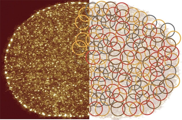 Kinetoplast DNA: a polymer physicist's topological Olympic dream.