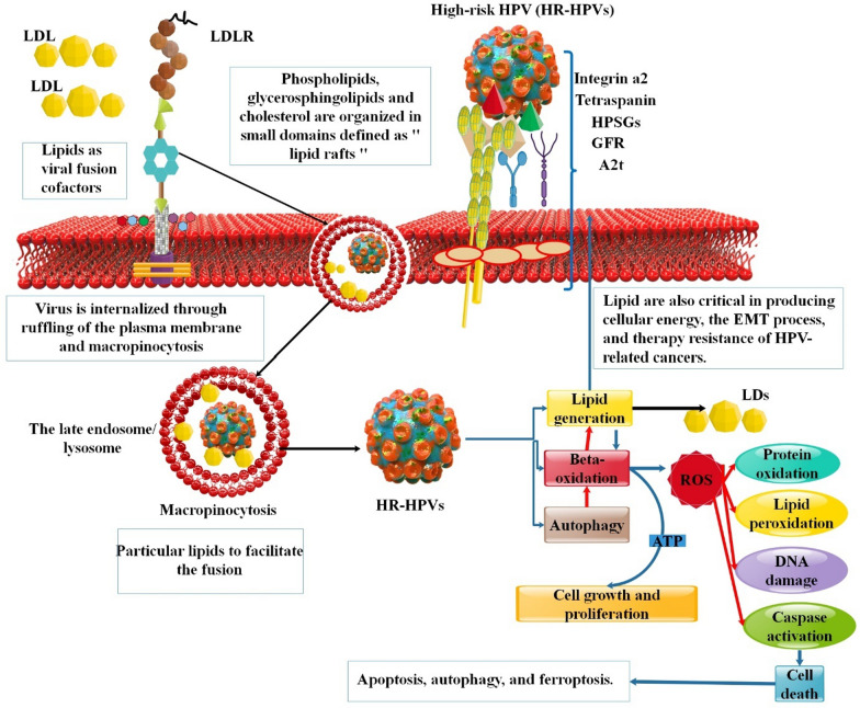 The role of lipids and lipids lowering drugs in human papillomavirus (HPV) and HPV-associated cancers.