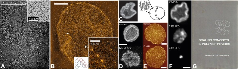 Kinetoplast DNA: a polymer physicist's topological Olympic dream.