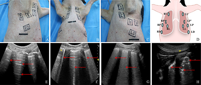 Dynamic pathophysiological features of early primary blast lung injury: a novel functional incapacity pig model.