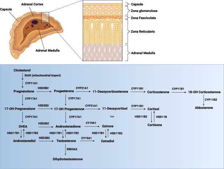 Genetics in Congenital Adrenal Hyperplasia Due to 21-Hydroxylase Deficiency and Clinical Implications.
